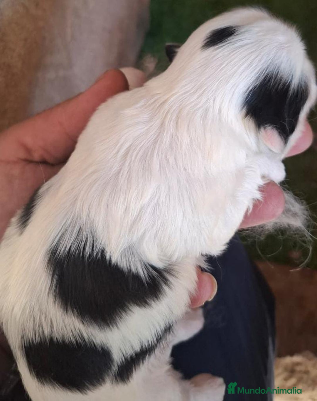 Shih Tzu perros en venta: Shitzu mini - Anuncio 3