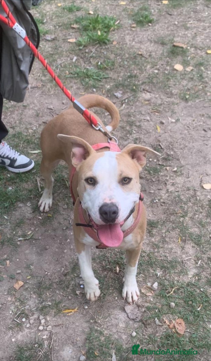 American Pit Bull Terrier perros GEORGIA ❤️ en Adopción  - Anuncio 2