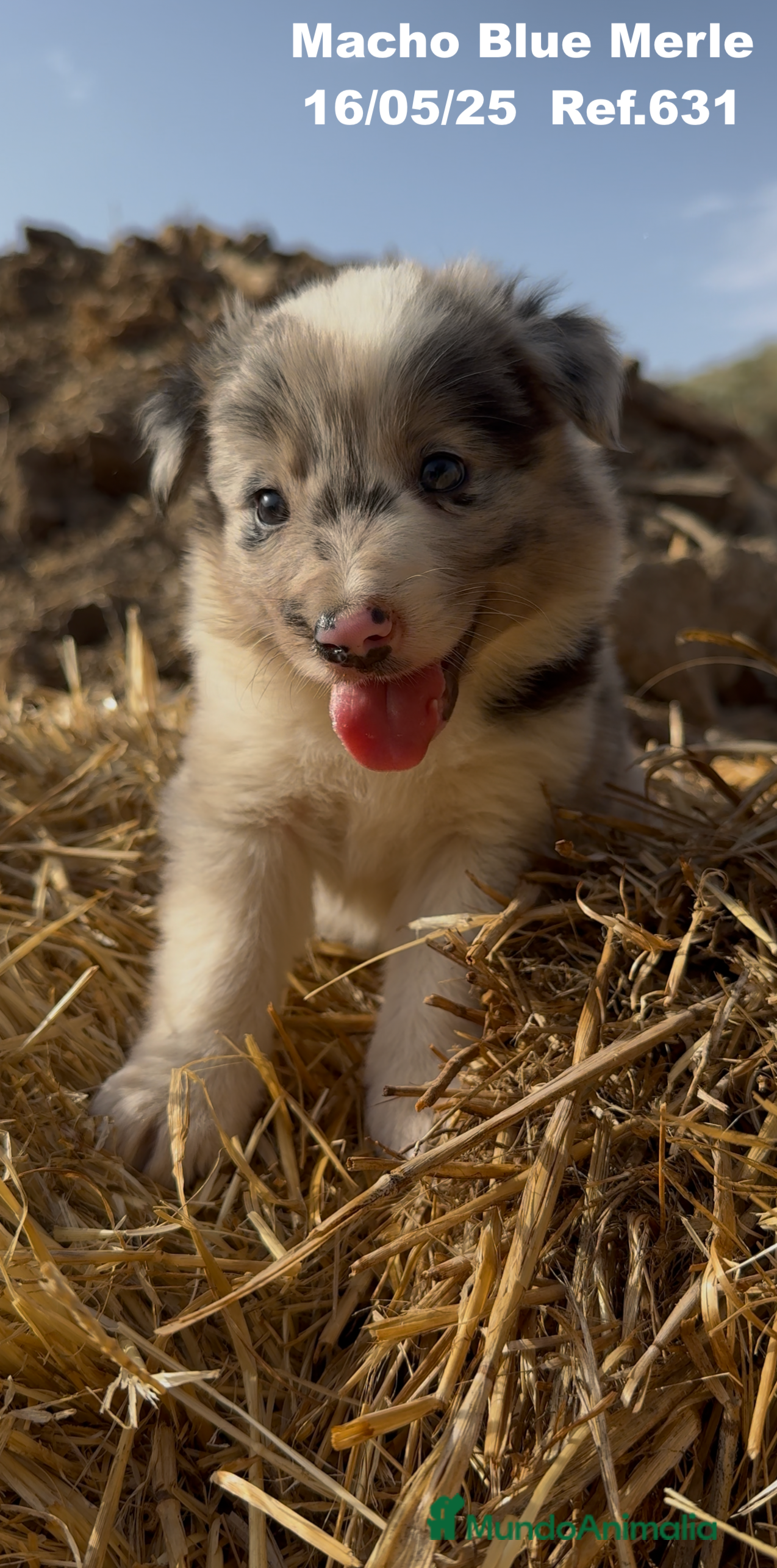 Border Collie perros BORDER COLLIE BLUE MERLE - Anuncio 19