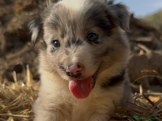Border Collie perros - Anuncio 29