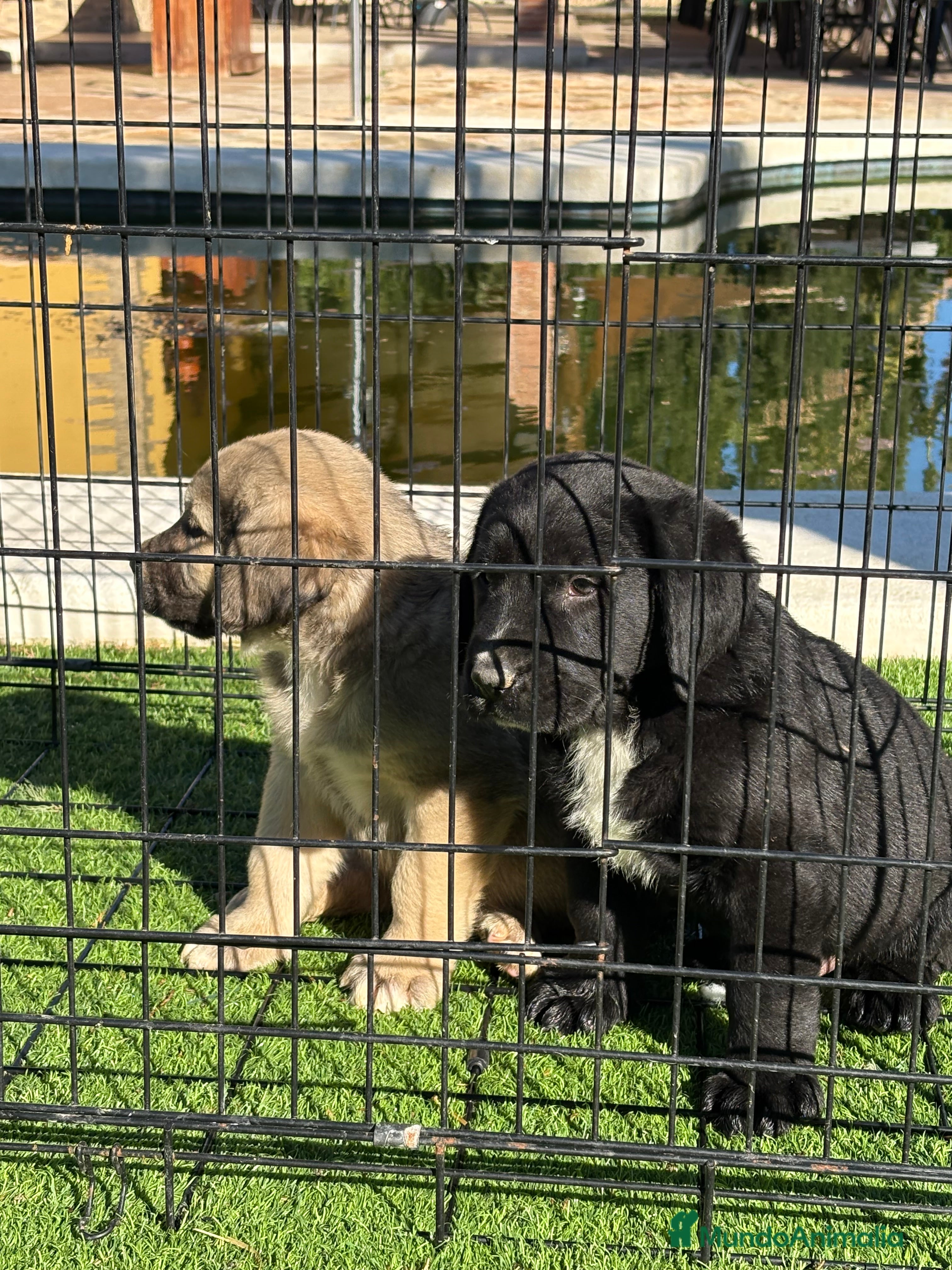 Pastor de Asia Central perros Cachorros de Alabai  - Anuncio 1