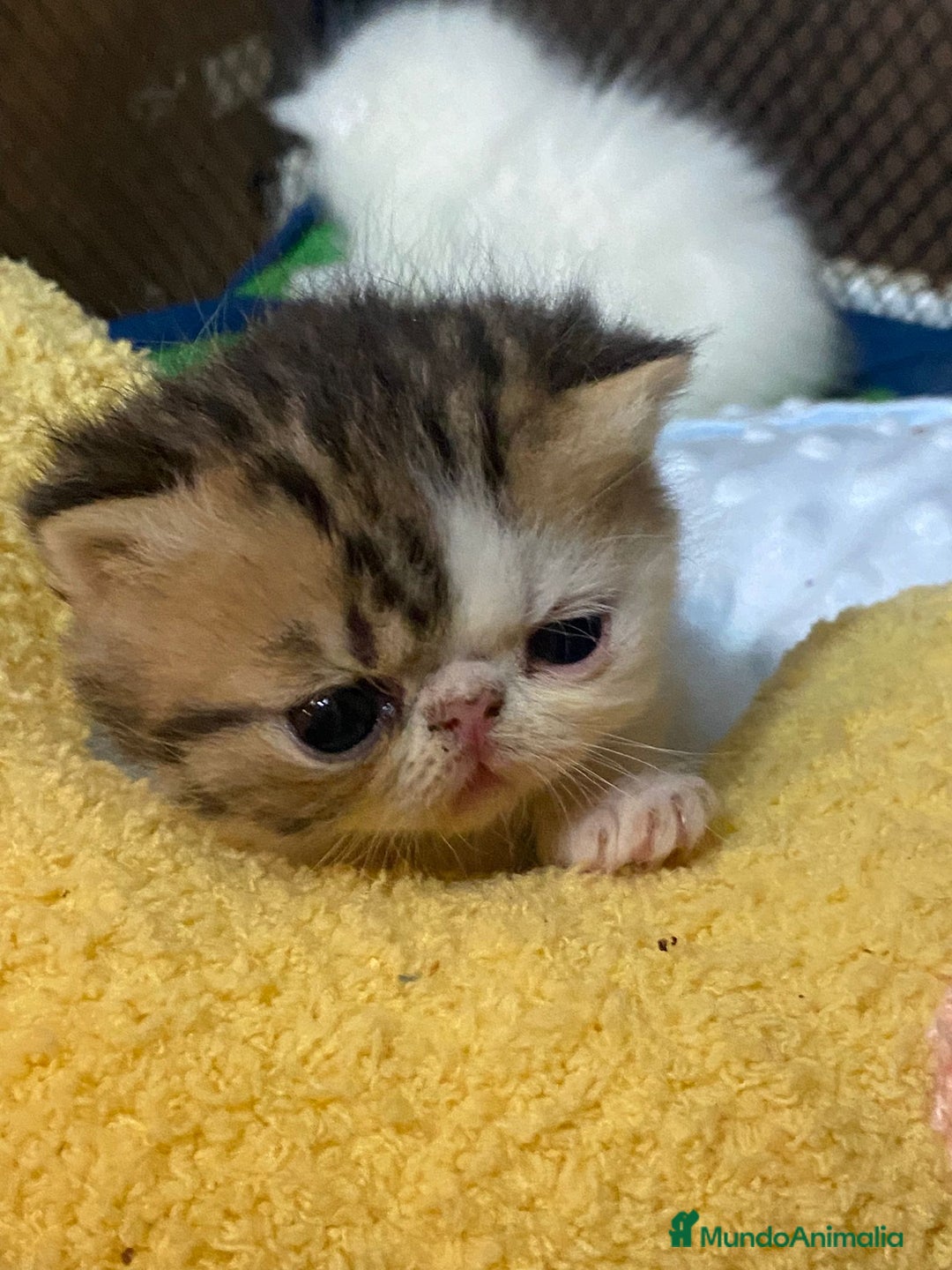 Persa gatos en venta: Camada exótica - Anuncio 3