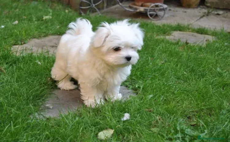 Bichón Maltés perros - Anuncio 6