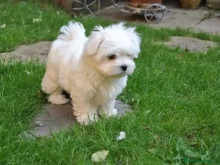 Bichón Maltés perros - Anuncio 3