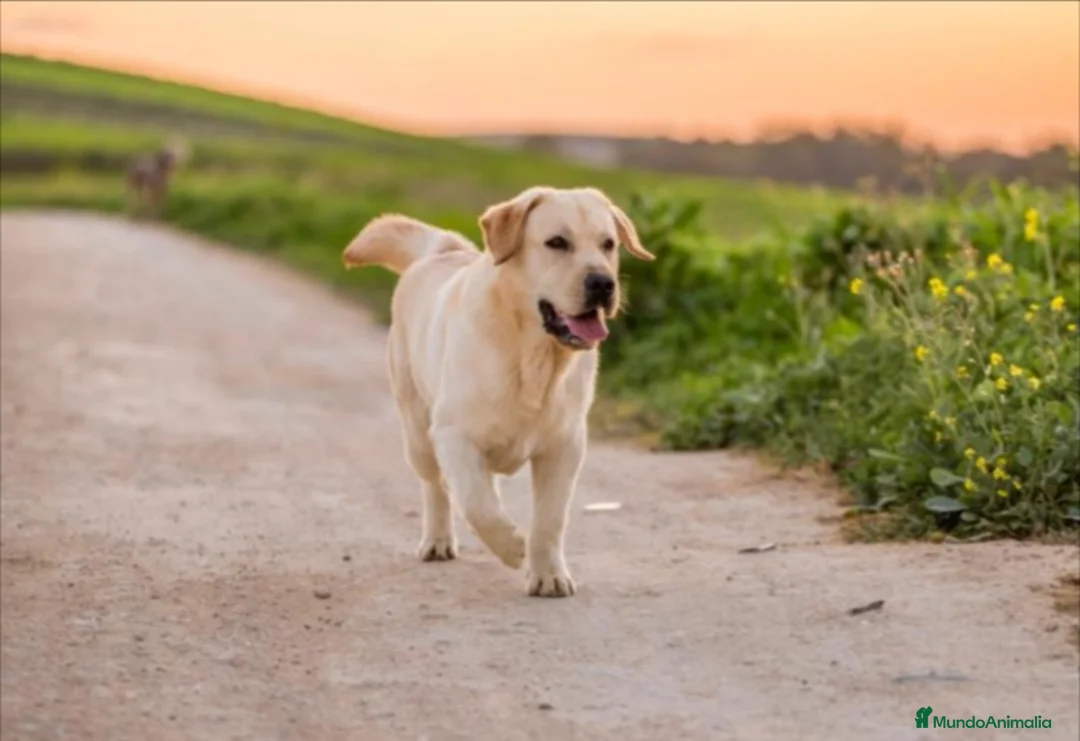 Labrador Retriever perros en venta: Cachorros de labrador retrievers amarillos  - Anuncio 9