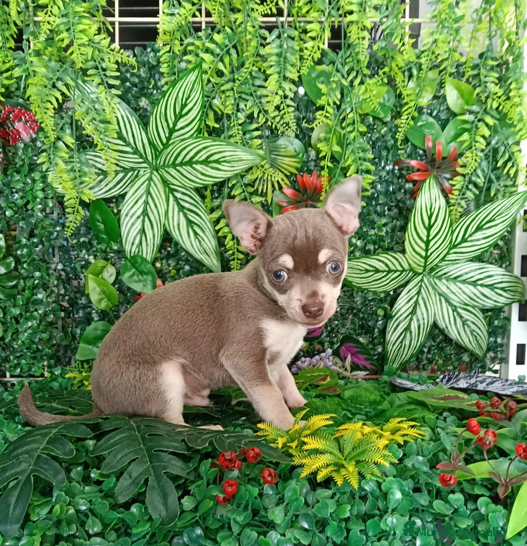 Chihuahua perros en venta: Chihuhua toy en Sevilla - Anuncio 2