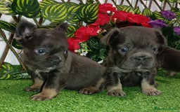 Bulldog Francés perros en venta: Bulldog fluffys y Big rope  - Imagen 4