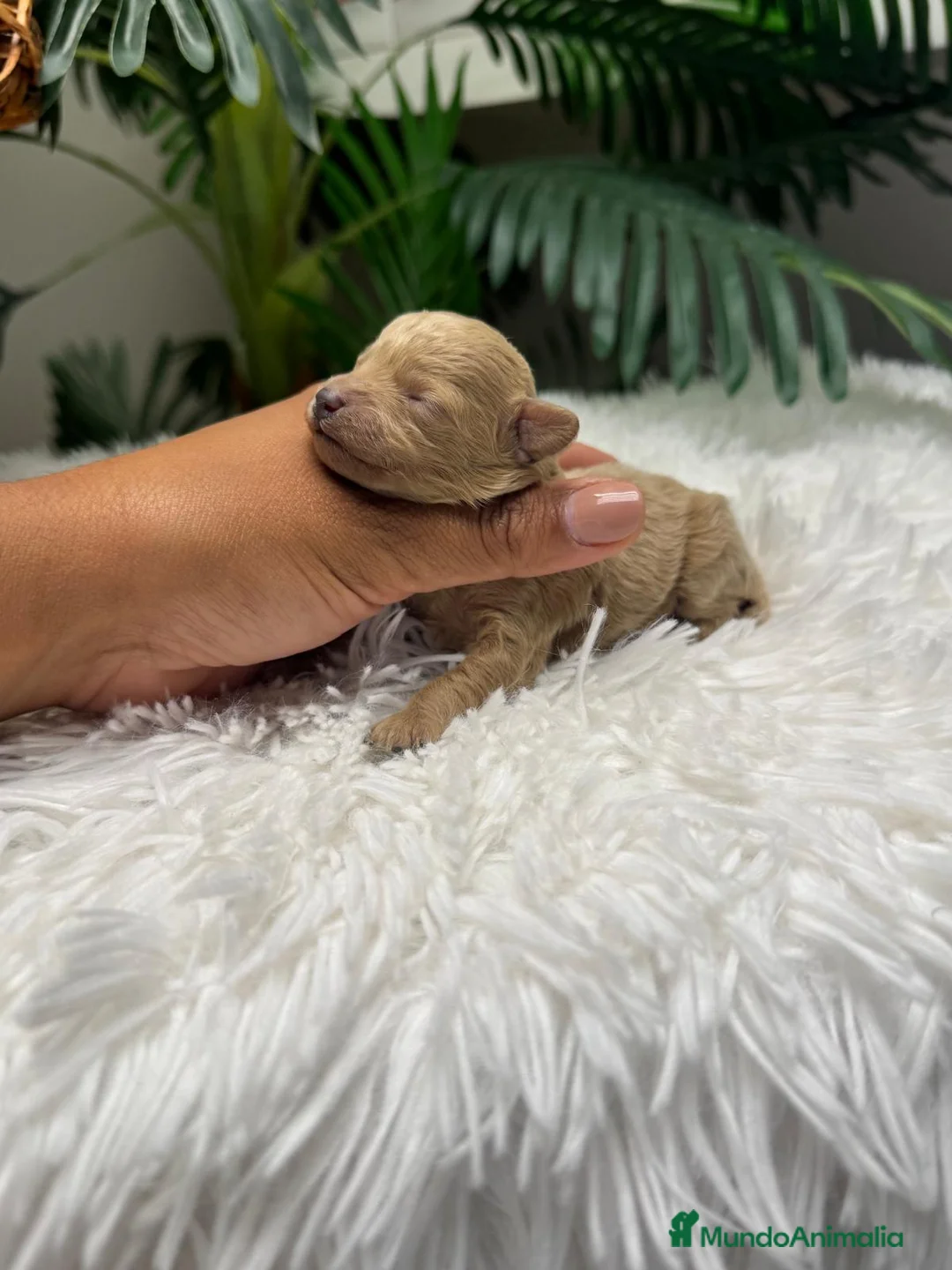 Caniche Toy perros en venta: CANICHE TOY - Anuncio 2