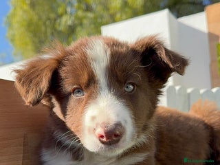 Border Collie perros BORDER COLLIE MACHO - Anuncio 1