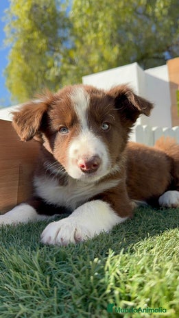 Border Collie perros BORDER COLLIE MACHO - Anuncio 2