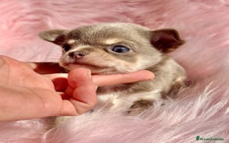 Chihuahua perros en venta: CHIHUAHUA TOY EXÓTICOS  - Anuncio 1