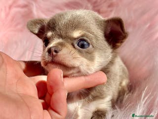 Chihuahua perros CHIHUAHUA TOY EXÓTICOS - Anuncio 21