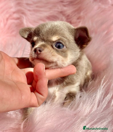 Chihuahua perros CHIHUAHUA TOY EXÓTICOS - Anuncio 3