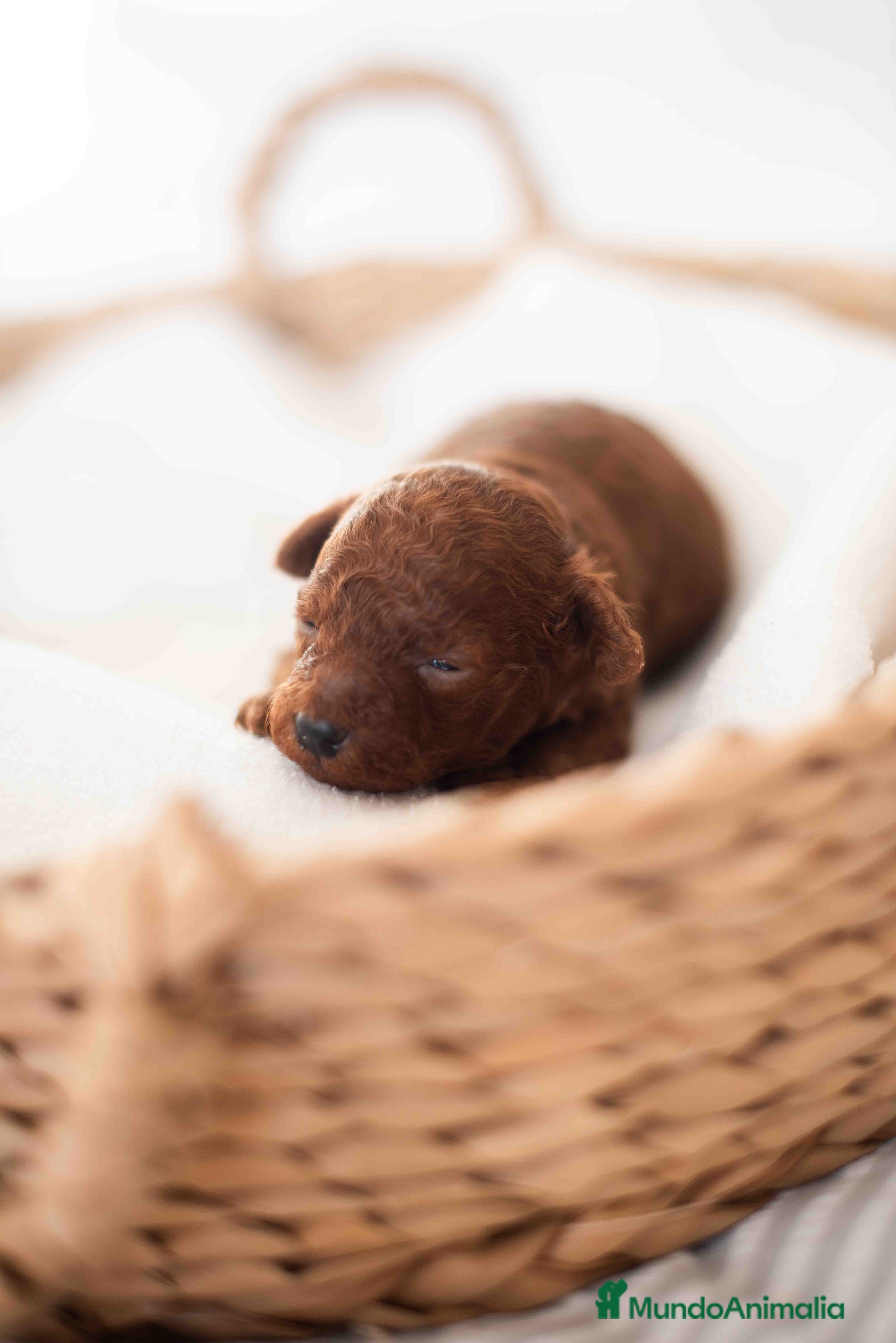 Caniche Toy perros Caniche toy rojo - Anuncio 1