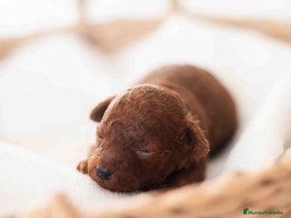 Caniche Toy perros Caniche toy rojo - Anuncio 1