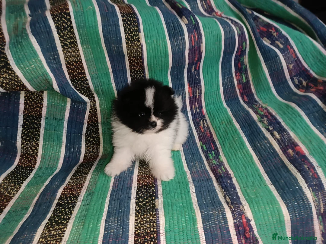 Pomerania perros en venta: MACHITO PRECIOSO POMERANIA - Anuncio 4