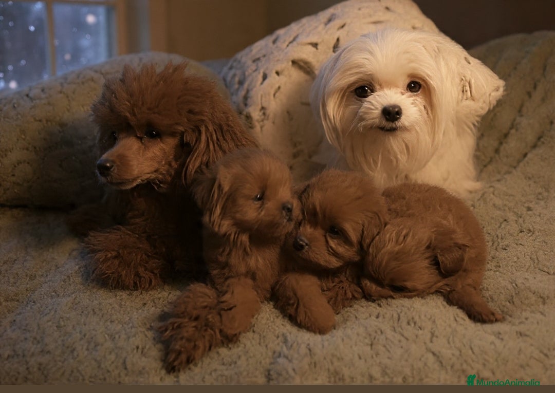 Maltipoo perros Maltipoo miniatura  - Anuncio 1