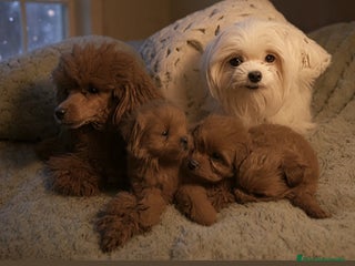 Maltipoo perros Maltipoo miniatura - Anuncio 1