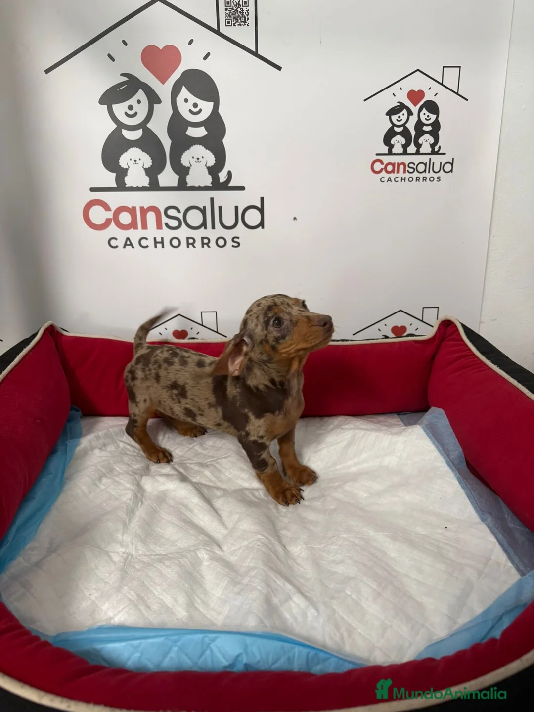 Teckel perros en venta: Teckel - Anuncio 2