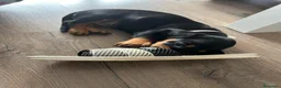 Teckel perros en venta: Negro fuego  - Anuncio 1