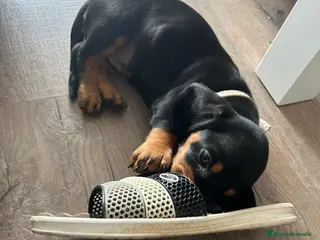 Teckel perros en venta: Negro fuego - Anuncio 3