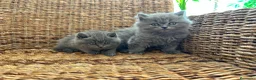 Británico de Pelo Corto Azul gatos en venta: British shorthair  - Anuncio 2