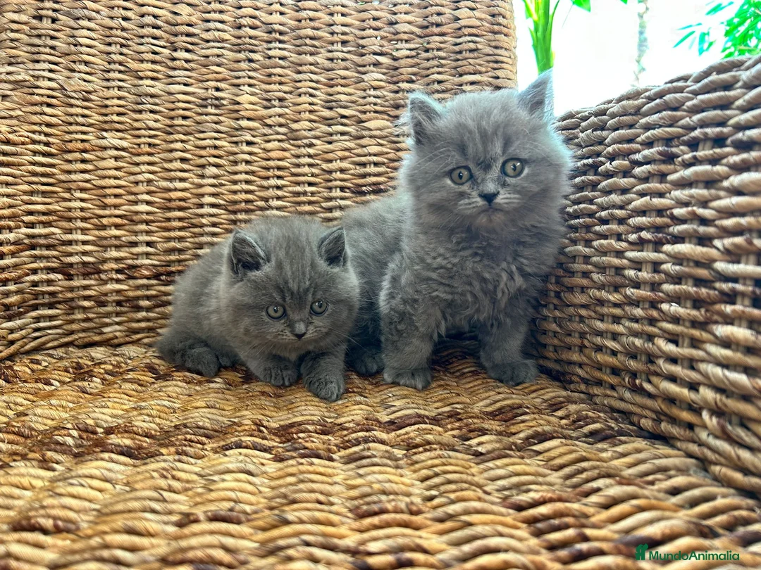 Británico de Pelo Corto Azul gatos en venta: British shorthair  - Anuncio 2