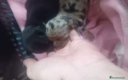Chihuahua perros en venta: Chihuahua miniatura 🌈 exóticos  - Imagen 4