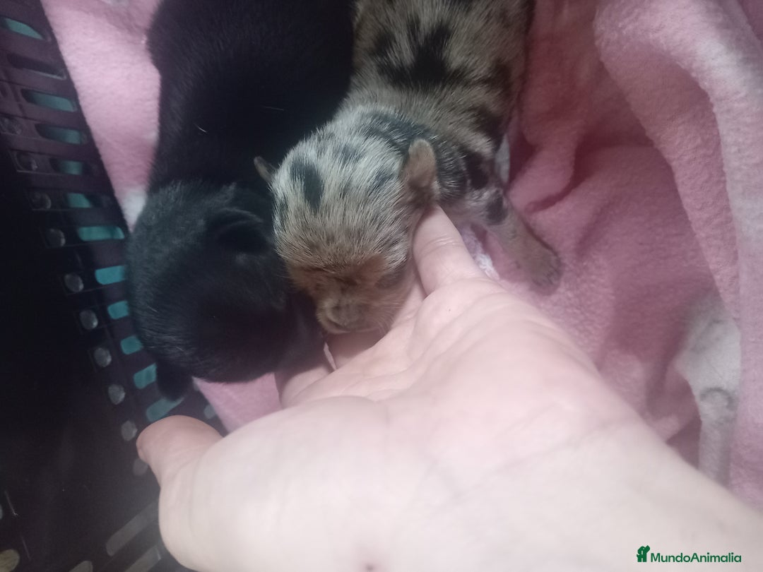 Chihuahua perros en venta: Chihuahua miniatura 🌈 exóticos  - Imagen 4
