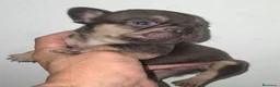 Bulldog Francés perros en venta: Increibles bulldog francés  - Anuncio 3