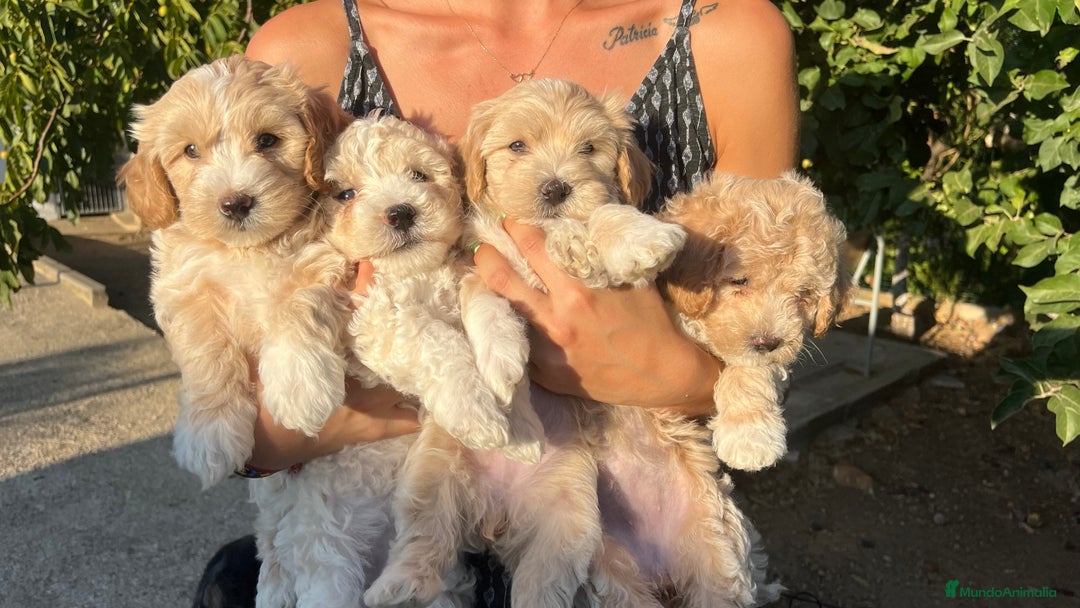 Imagen de galería {{count}}