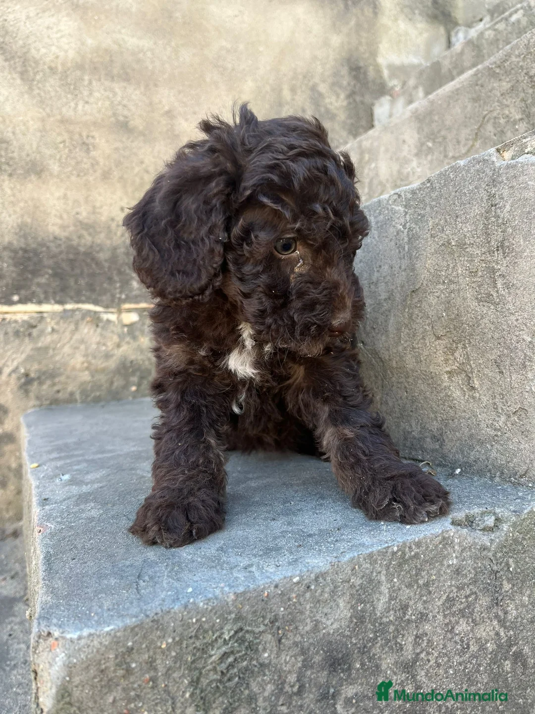 Perro de Agua Español perros en venta: Perro de Agua Español - Anuncio 14