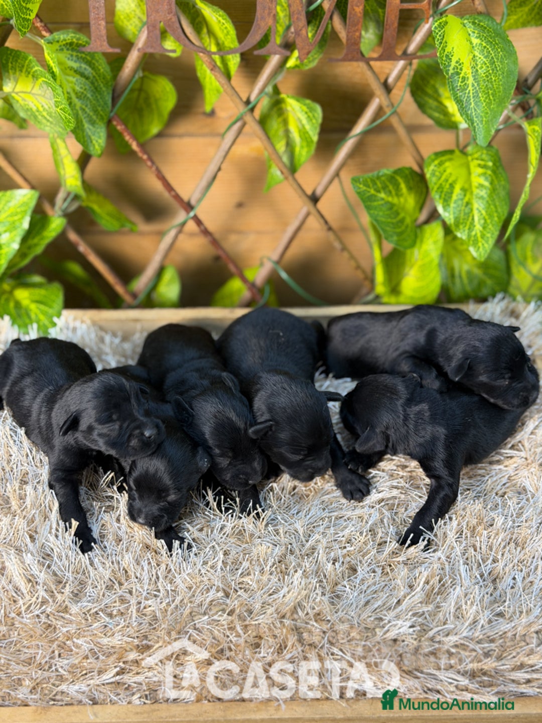 Schnauzer Miniatura perros en venta: Camada de Niki  - Anuncio 7