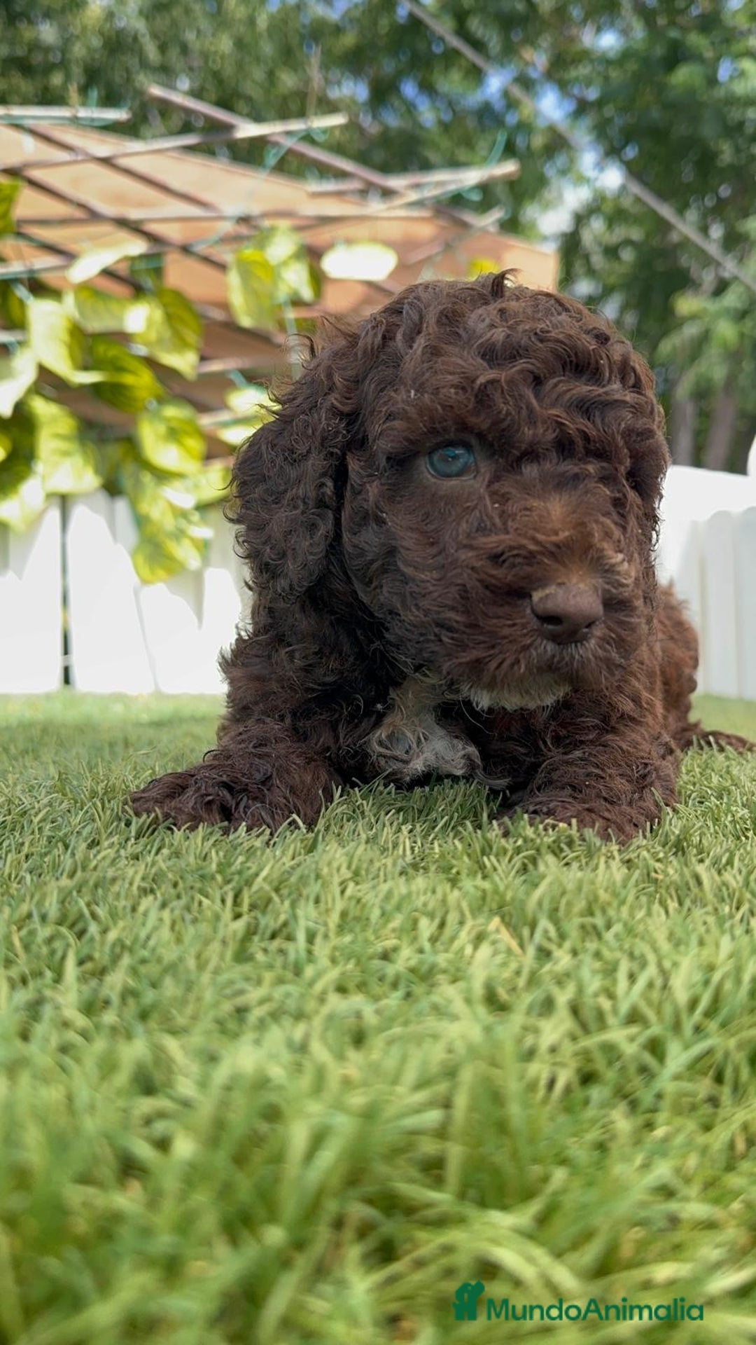 Perro de Agua Español perros en venta: PERRO DE AGUA ESPAÑOL - Imagen 9
