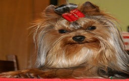 Yorkshire Terrier perros en venta: Yorkshire Terrier - Imagen 3