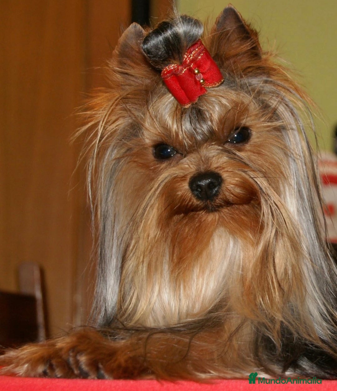 Yorkshire Terrier perros en venta: Yorkshire Terrier - Imagen 3
