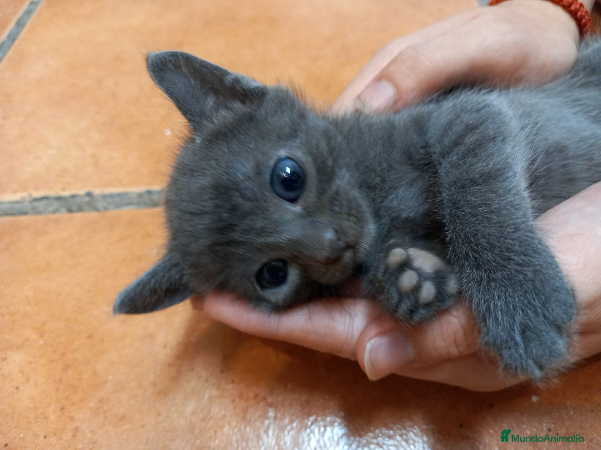 Azul Ruso gatos Azul ruso hipoalergénico  - Anuncio 2