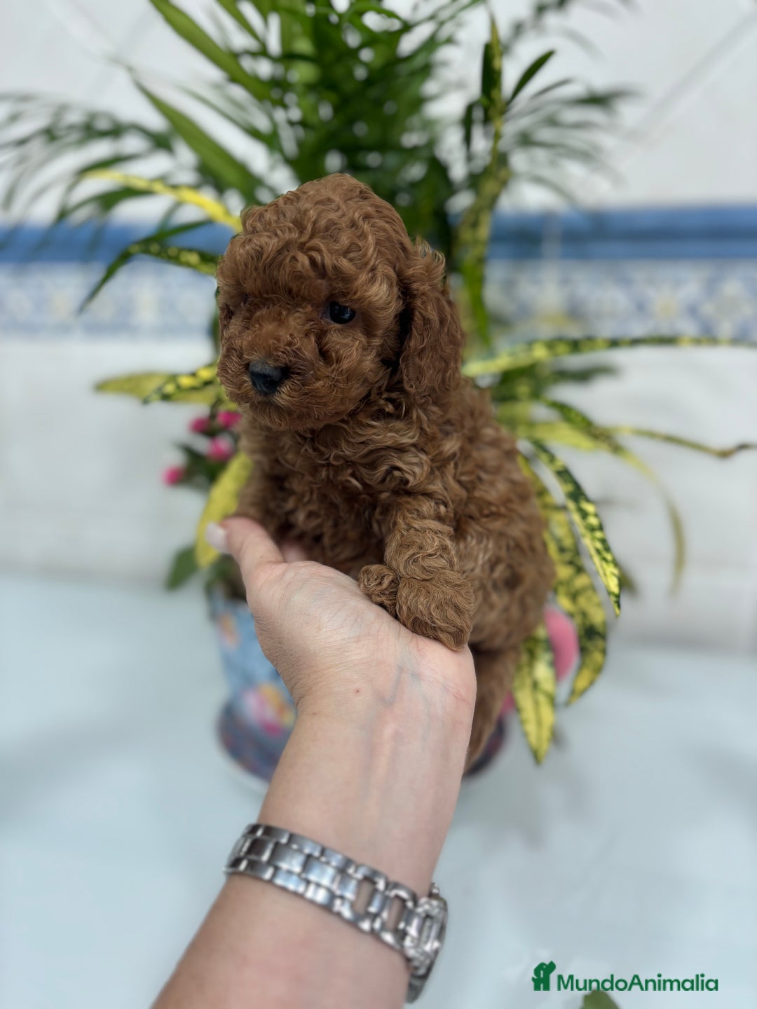 Caniche Toy perros en venta:  Caniche toy hembra y macho rojo !! - Anuncio 7