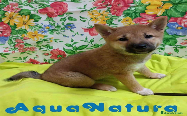 Shiba Inu perros - Propaganda 8