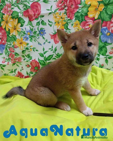Shiba Inu perros Shiba Inu Hembra de Mel y Simbad - AQUANATURA - Anuncio 10
