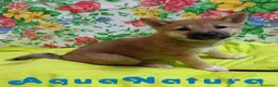 Shiba Inu perros en venta:  Shiba Inu Hembra de Mel y Simbad - AQUANATURA - Anuncio 1