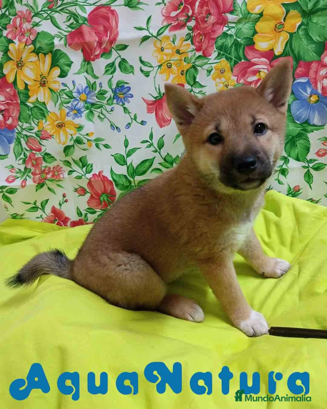 Shiba Inu perros en venta:  Shiba Inu Hembra de Mel y Simbad - AQUANATURA - Anuncio 1