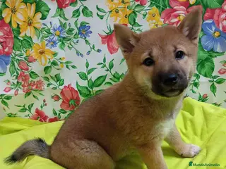Shiba Inu perros Shiba Inu Hembra de Mel y Simbad - AQUANATURA - Anuncio 38