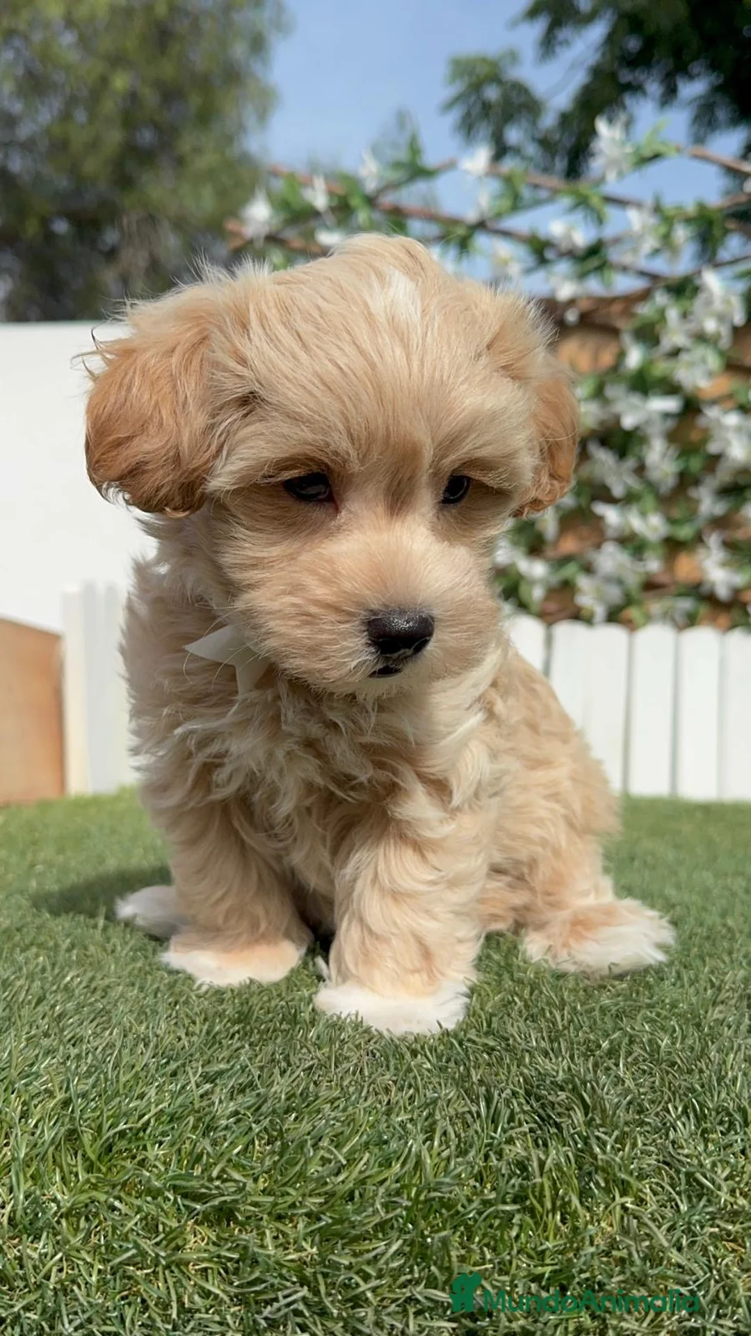 Maltipoo perros en venta: MALTIPOO  - Anuncio 2