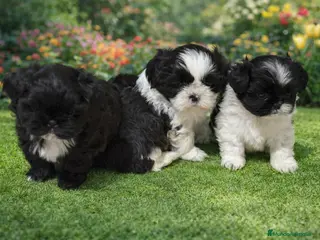 Shih Tzu perros Shih Tzu - Anuncio 1