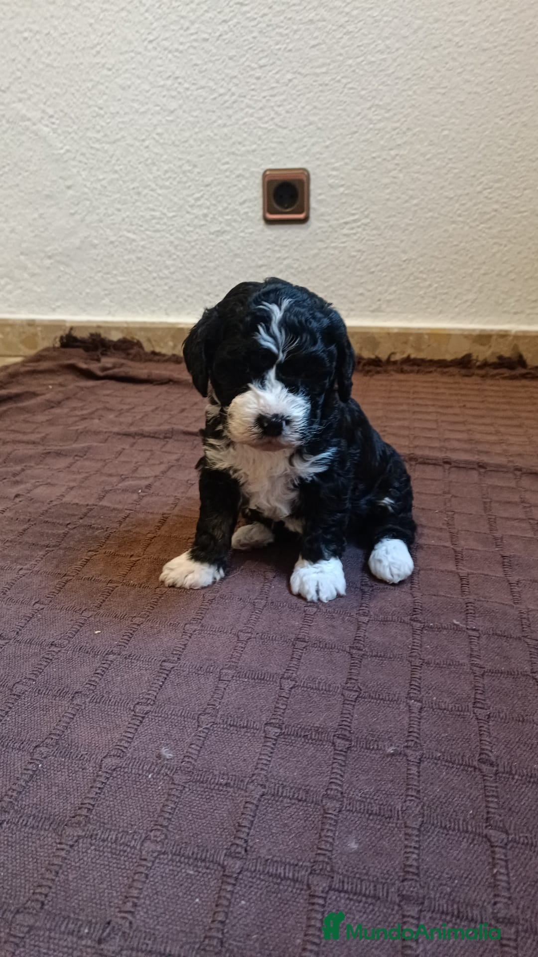 Perro de Agua Español perros en venta: Último machito - Anuncio 1