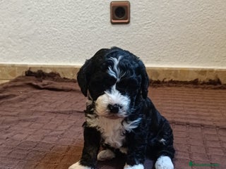 Perro de Agua Español perros Último machito - Anuncio 2