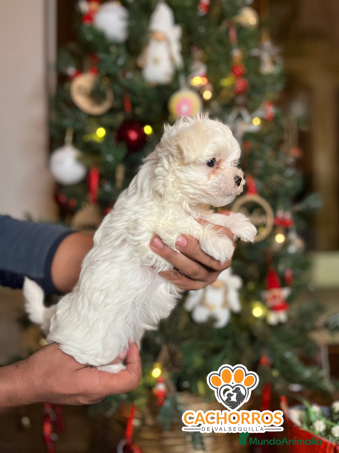 Bichón Maltés perros en venta: Bichón maltés  - Anuncio 2