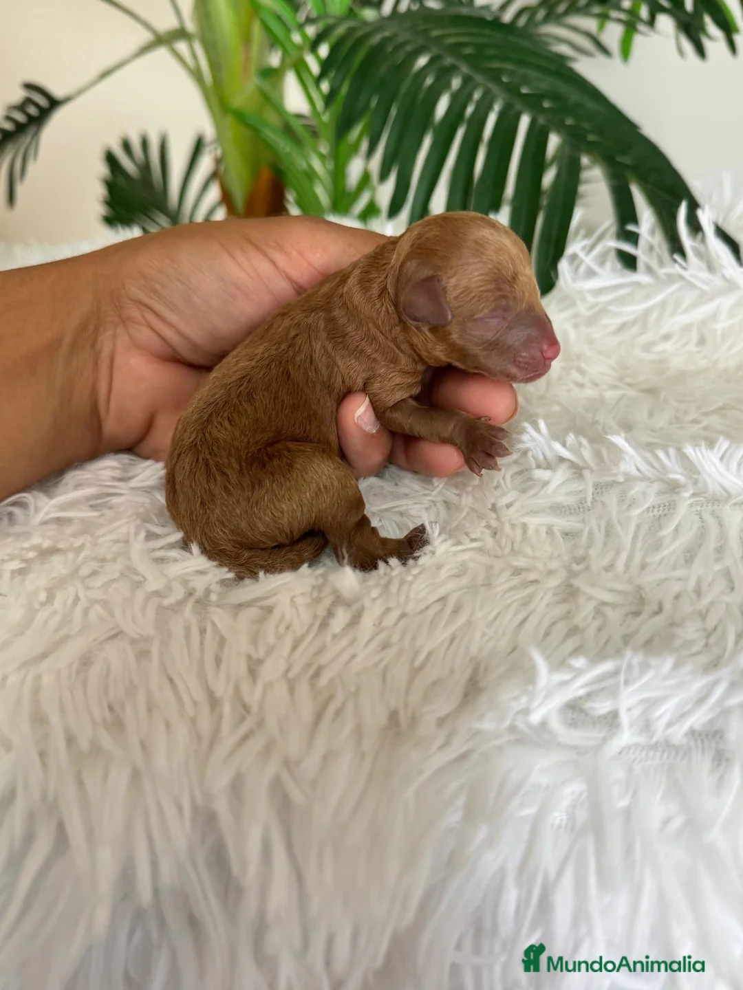 Caniche Toy perros en venta: CANICHE TOY - Anuncio 2