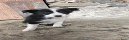 Border Collie perros en venta: Cachorros border collie varios colores! - Anuncio 7